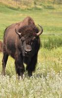 Bison with Lots of Mosquitos On his Face photo