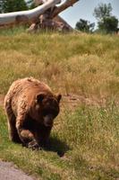 oso negro marrón caminando al lado de la carretera foto