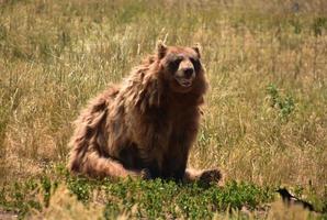 Shaggy Brown Black Bear in a Field photo
