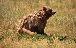 Side Profile of a Shaggy Brown Black Bear photo