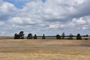 Trees Lined Up in the Middle of a Hay Field photo