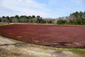 Brilliant Red Cranberry Bog in a Stunning Landscape photo