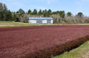 Bog Full of Red Cranberry Vines and a Working Outbuilding photo