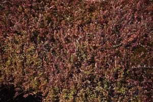 Bog with Vines for Cranberries Turning Red photo