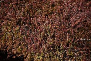 Up Close with Cranberry Vines in a Bog photo