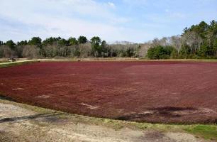 pintoresco pantano de arándanos lleno de vides rojas foto