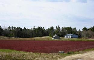 Stunning Scenic Views of a Cranberry Bog Landscape photo