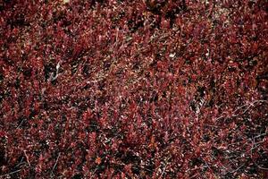 Brilliant Red Vines Growing in a Cranberry Bog photo