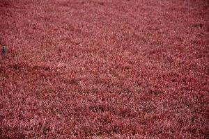 Beautiful Red Vines Thriving in a Bog photo