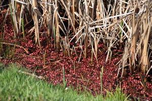 Cranberries Floating in Water Along Rushes and Reeds photo