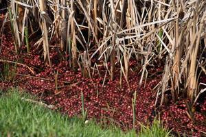 Red Cranberries Along Rushes and Reeds in a Bog photo