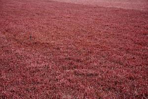 Lush Radiant Red Cranberry Bog with Vines photo