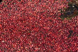 Harvesting Cranberries Floating on Water on Cranberry Bog photo