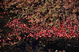Loose Cranberries in the Well Beside a Bog photo