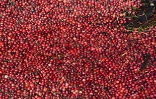 Beautiful Red Cranberries Floating Beside a Cranberry Bog photo