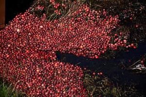 Harvesting Floating Red Cranberries on a Bog photo