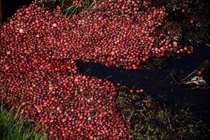 Brilliant Cranberries Floating in Water on a Bog photo