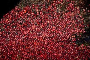 arándanos rojos brillantes listos para la cosecha en agua foto