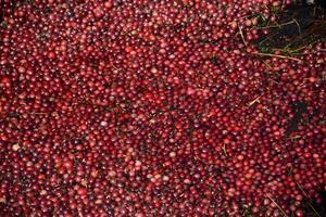 impresionantes arándanos rojos vibrantes flotantes en un pantano foto