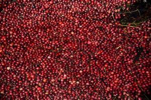 Vibrant Red Cranberries Floating on a Bog photo