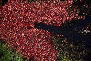Brilliant Red Floating Cranberries on a Bog photo