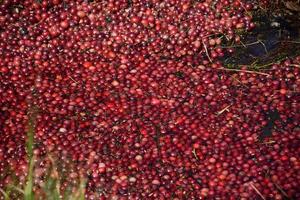 Red Floating Cranberries on a Bog for Harvest photo