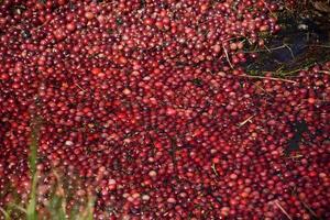 arándanos rojos flotantes en un pantano para la cosecha foto