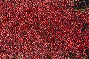 Red Cranberry Bogs Floating in Water Beside a Bog photo