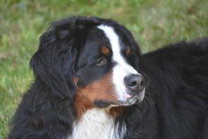 mirada preocupada en la cara de un perro de montaña bernés foto