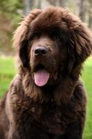 Precious Cute Brown Newfoundland Dog with a Pink Tongue photo