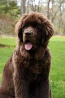 Precious Chocolate Brown Newfoundland Dog Sitting in the Spring photo