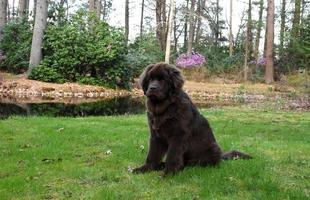 Large Newfoundland Pup Sitting Beside a Pond photo