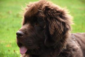 Adorable Brown Newfoundland Puppy Dog Resting in Grass photo