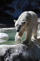Beautiful Polar Bear Walking Along the Edge of a Pool photo