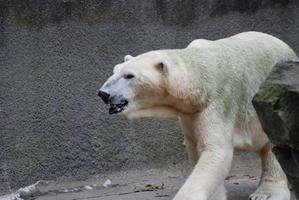 de cerca y en persona con un oso polar foto