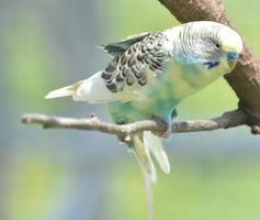 Beautiful Budgie ON a Tree Branch with Wings Partially Extended photo