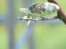 Pretty Colorful Pastel Parakeet on a Tree Branch photo