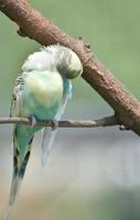 Pretty Pastel Common Parakeet with Ruffled Feathers on a Branch photo