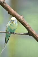 Pretty Pastel Budgie on a Tree Branch on a Summer Day photo