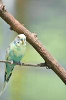 Pastel blue and yellow budgie bird on a tree branch photo