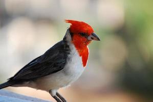 Beautiful Red Crested Cardinal Bird on a Railing photo