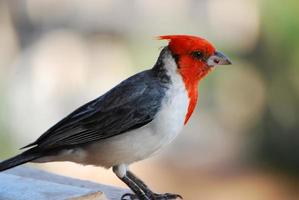 cardenal de cresta roja en maui hawaii foto