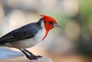 cardenal de cresta roja con un pico afilado foto