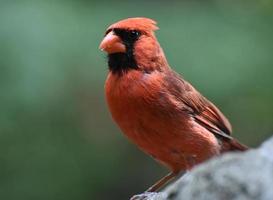 mirada macro a la cara de un pájaro cardenal foto