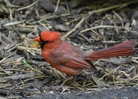 Brillian Red Colored Cardinal Bird Standing on the Ground photo