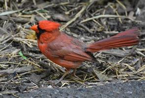 Cardinal Grosbeak with Fanned Tail Feathers on the Ground photo