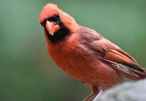 curioso pájaro cardenal del norte parado en piedra caliza foto