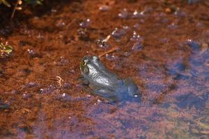 rana grande medio sumergida en aguas poco profundas foto