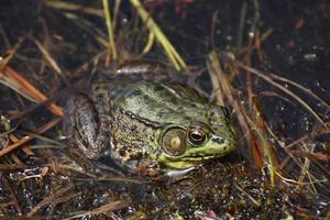 Green Frog in a Wet Quagmire and Wetland photo