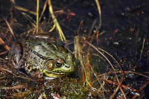 Large Toad Sitting in a Wetland Bog photo